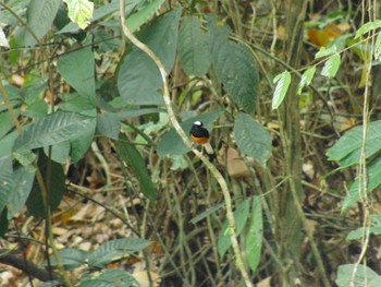 White-crowned Shama