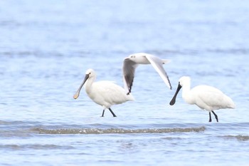 Black-faced Spoonbill Kasai Rinkai Park Sun, 3/27/2016