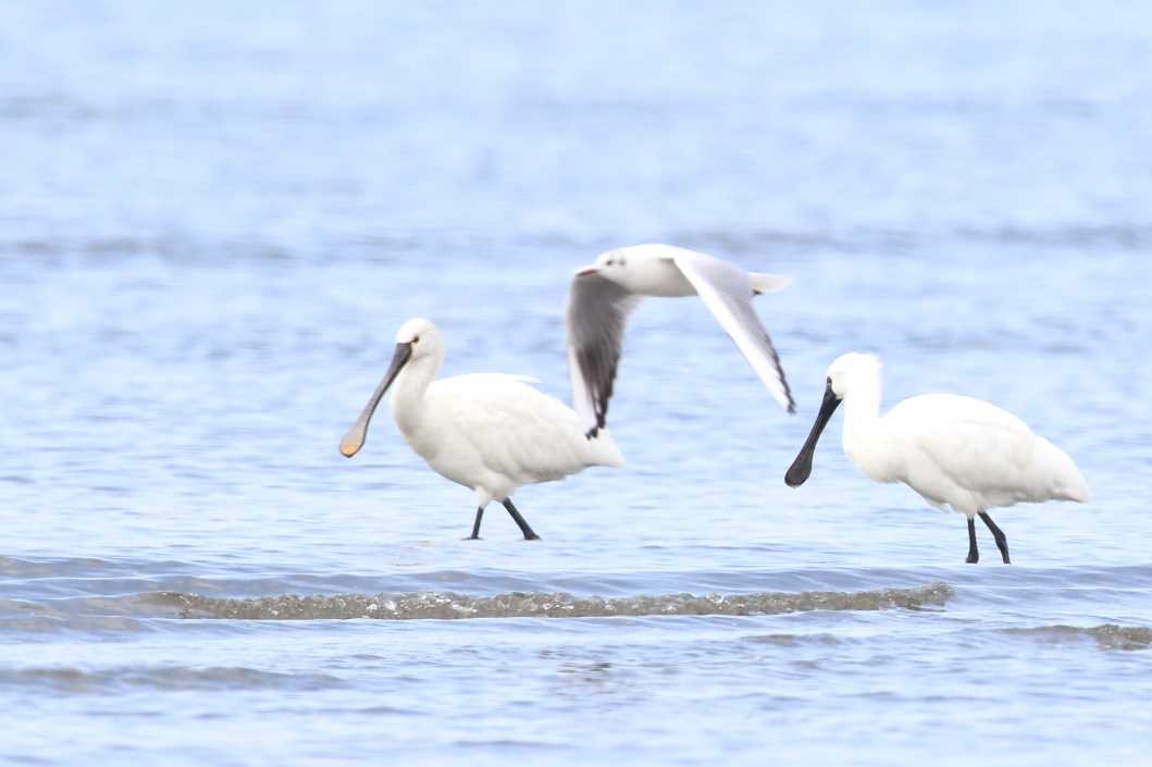 Photo of Black-faced Spoonbill at Kasai Rinkai Park by モカ