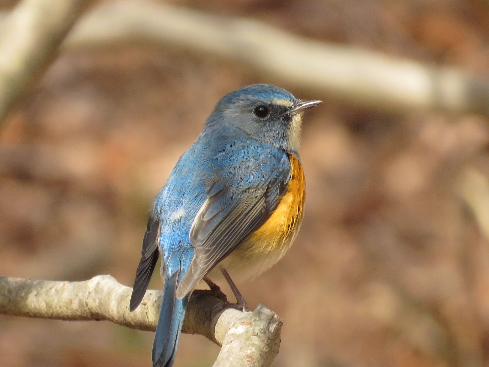 Photo of Red-flanked Bluetail at Kobe Forest Botanic Garden by フクロウ