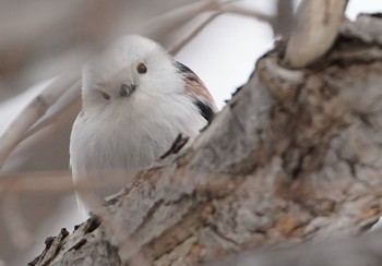 Long-tailed tit(japonicus) Makomanai Park Tue, 3/10/2020