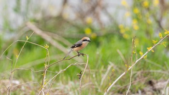 2020年4月12日(日) 八王子浅川の野鳥観察記録