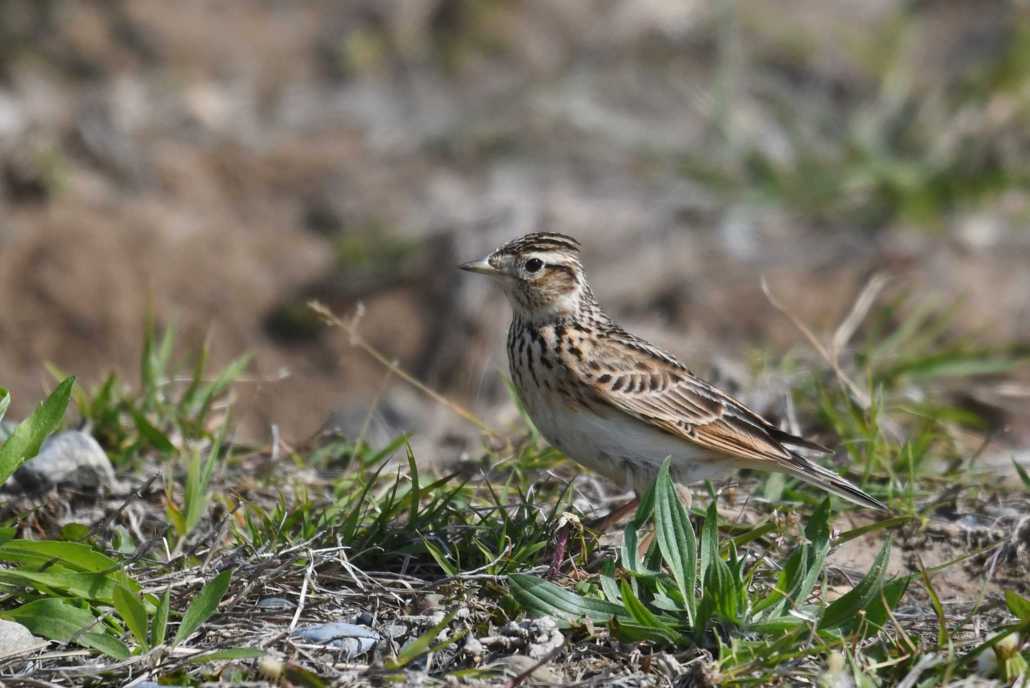 Photo of Eurasian Skylark at 多摩川 by あひる