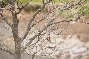 Long-tailed Tit 大沼親水公園 Sun, 4/12/2020