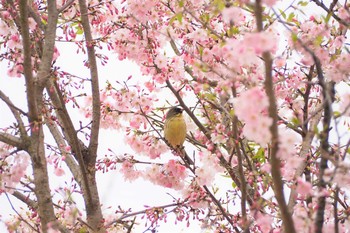 Masked Bunting 大沼親水公園 Sun, 4/12/2020