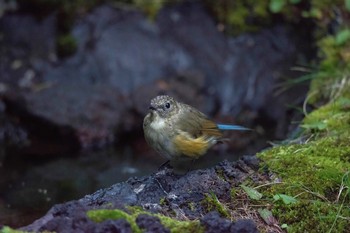 Red-flanked Bluetail Unknown Spots Mon, 8/17/2015