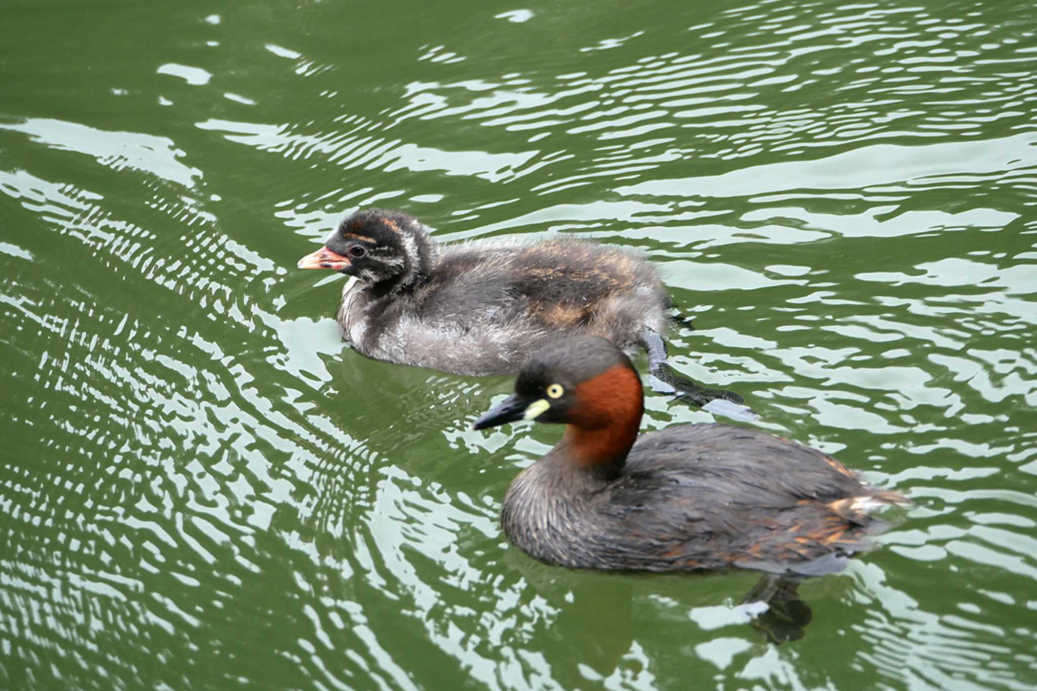 Photo of Little Grebe at Machida Yakushiike Park by ぴくるす