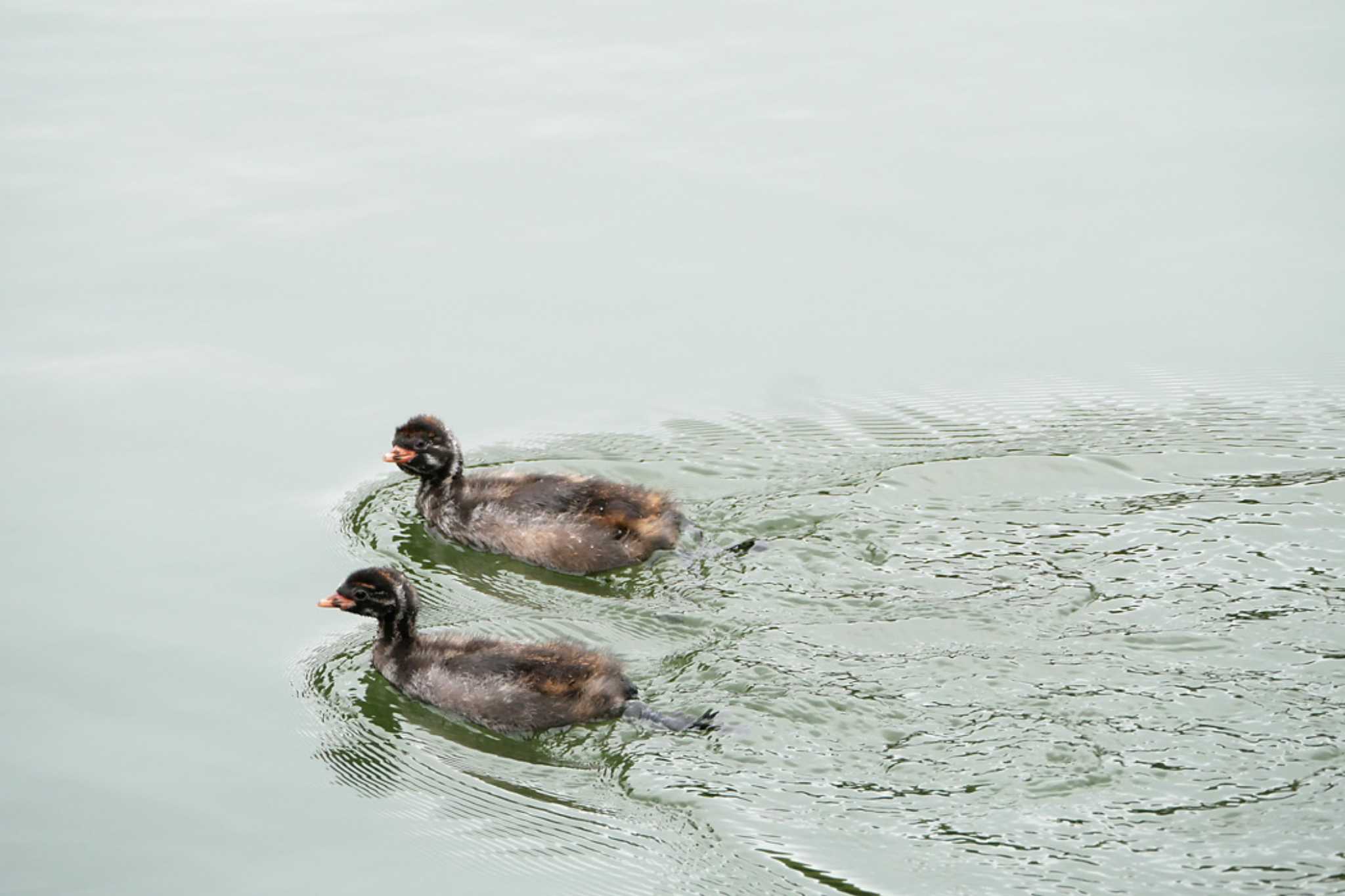 Photo of Little Grebe at Machida Yakushiike Park by ぴくるす