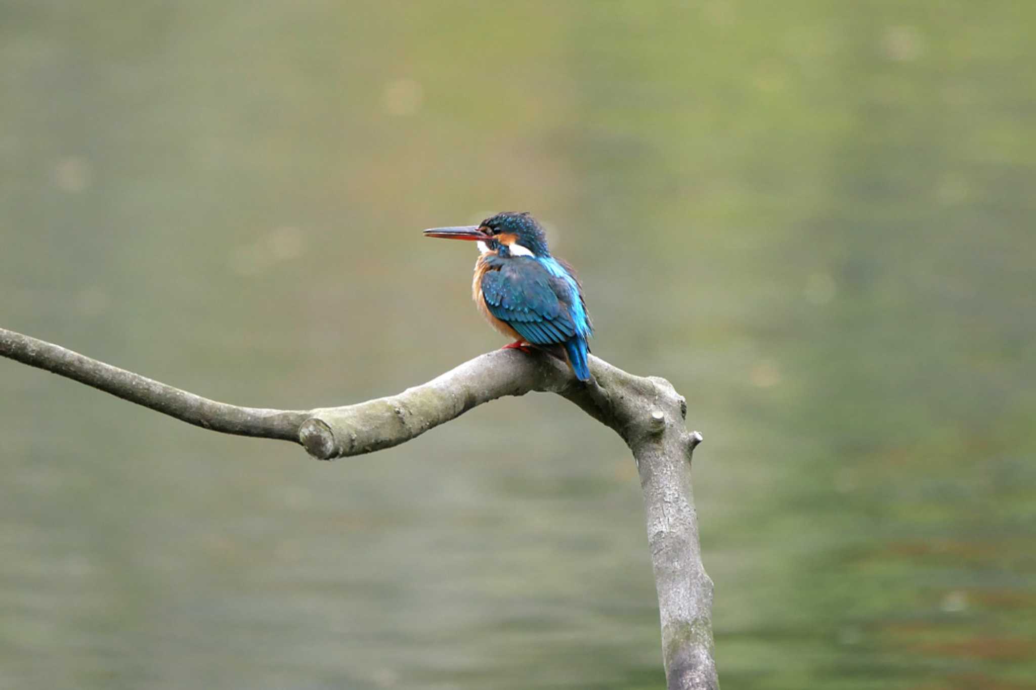 Photo of Common Kingfisher at Machida Yakushiike Park by ぴくるす