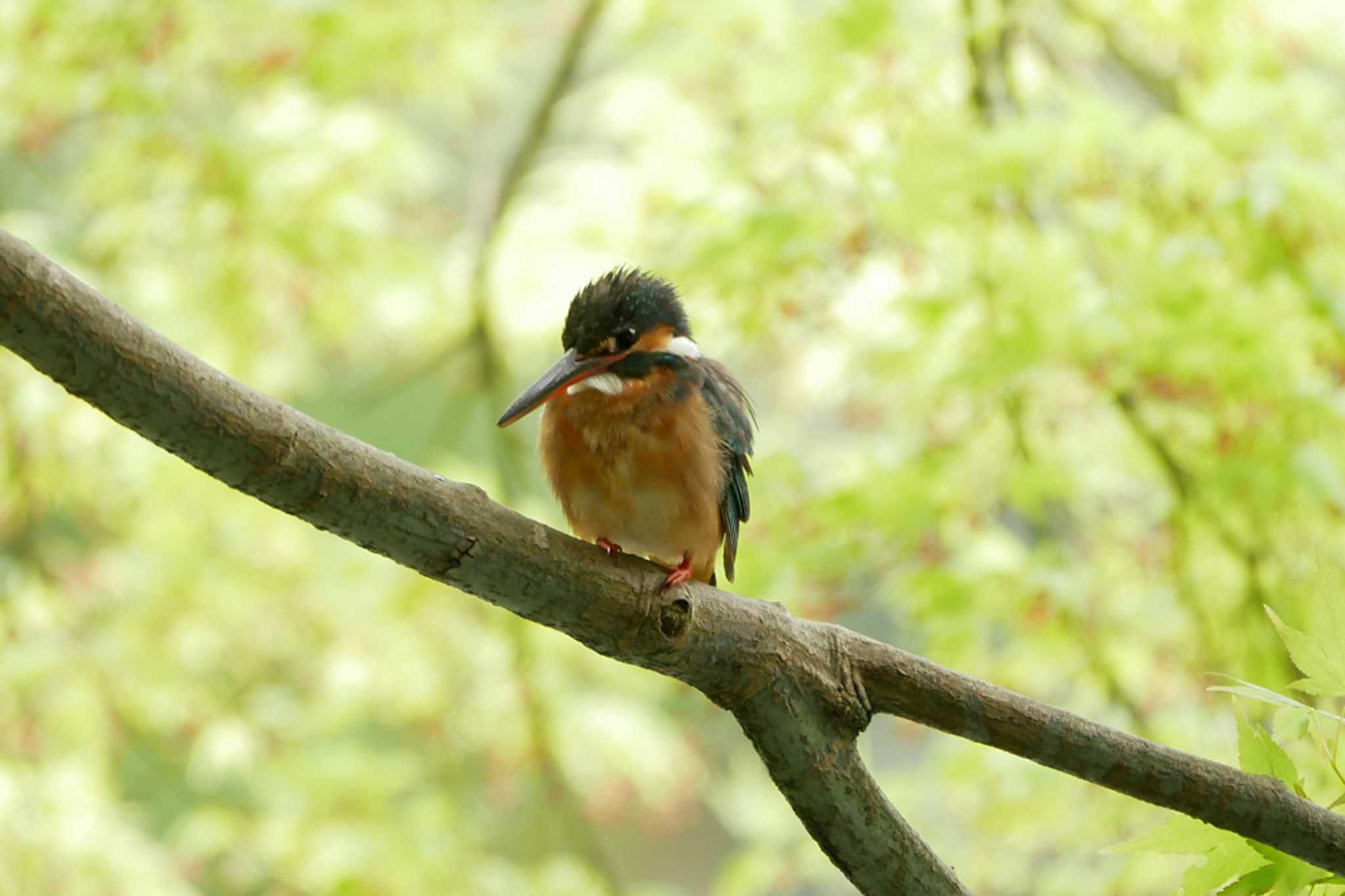 Photo of Common Kingfisher at Machida Yakushiike Park by ぴくるす