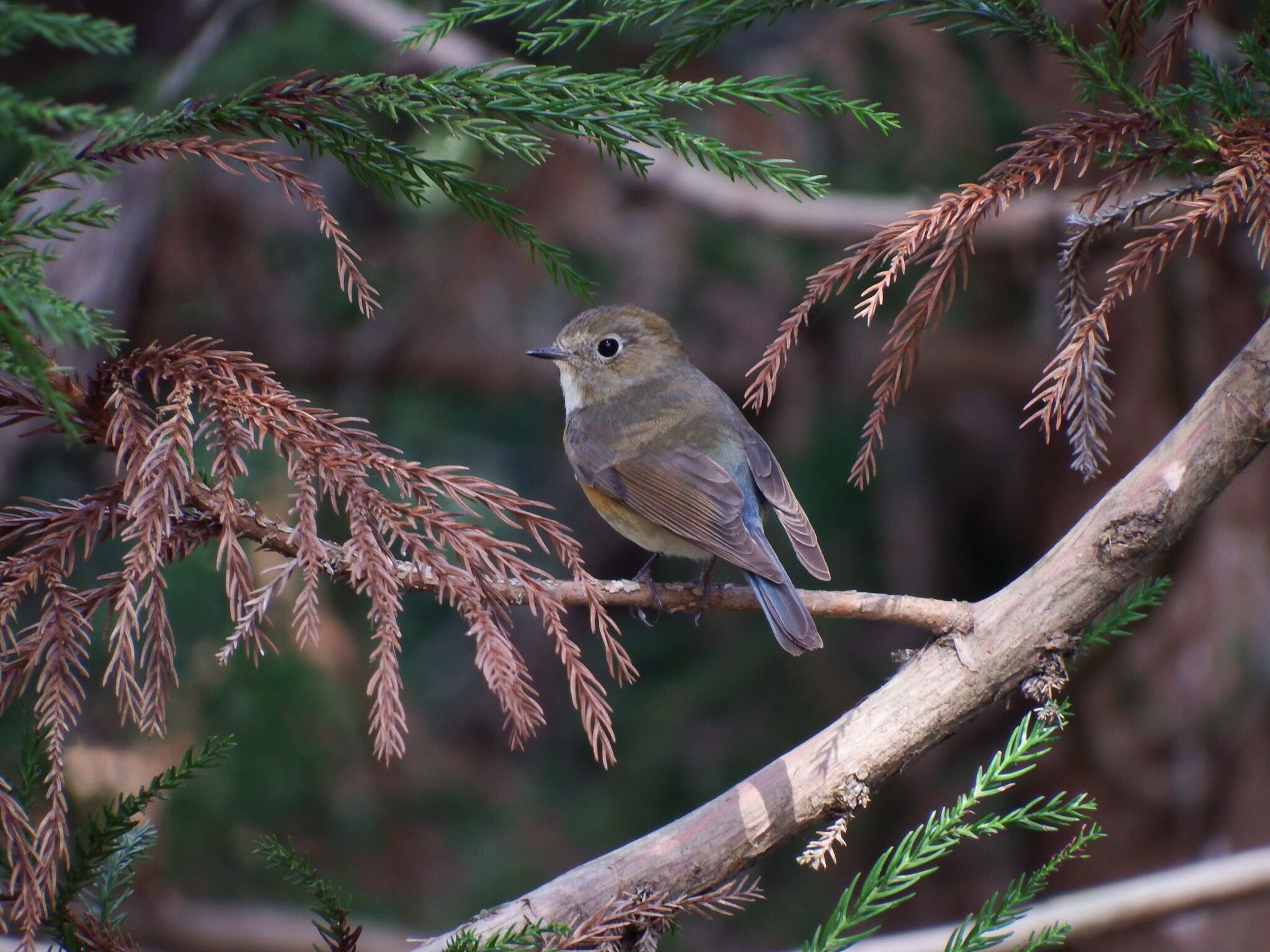 Photo of Red-flanked Bluetail at  by フクロウ