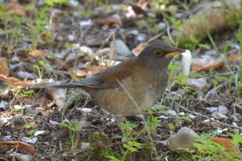 シロハラ 播磨中央公園(兵庫県) 2020年4月10日(金)