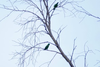 Vernal Hanging Parrot Jurong Lake Gardens Thu, 12/5/2019