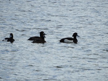 Tufted Duck 忠別川 Wed, 3/30/2016