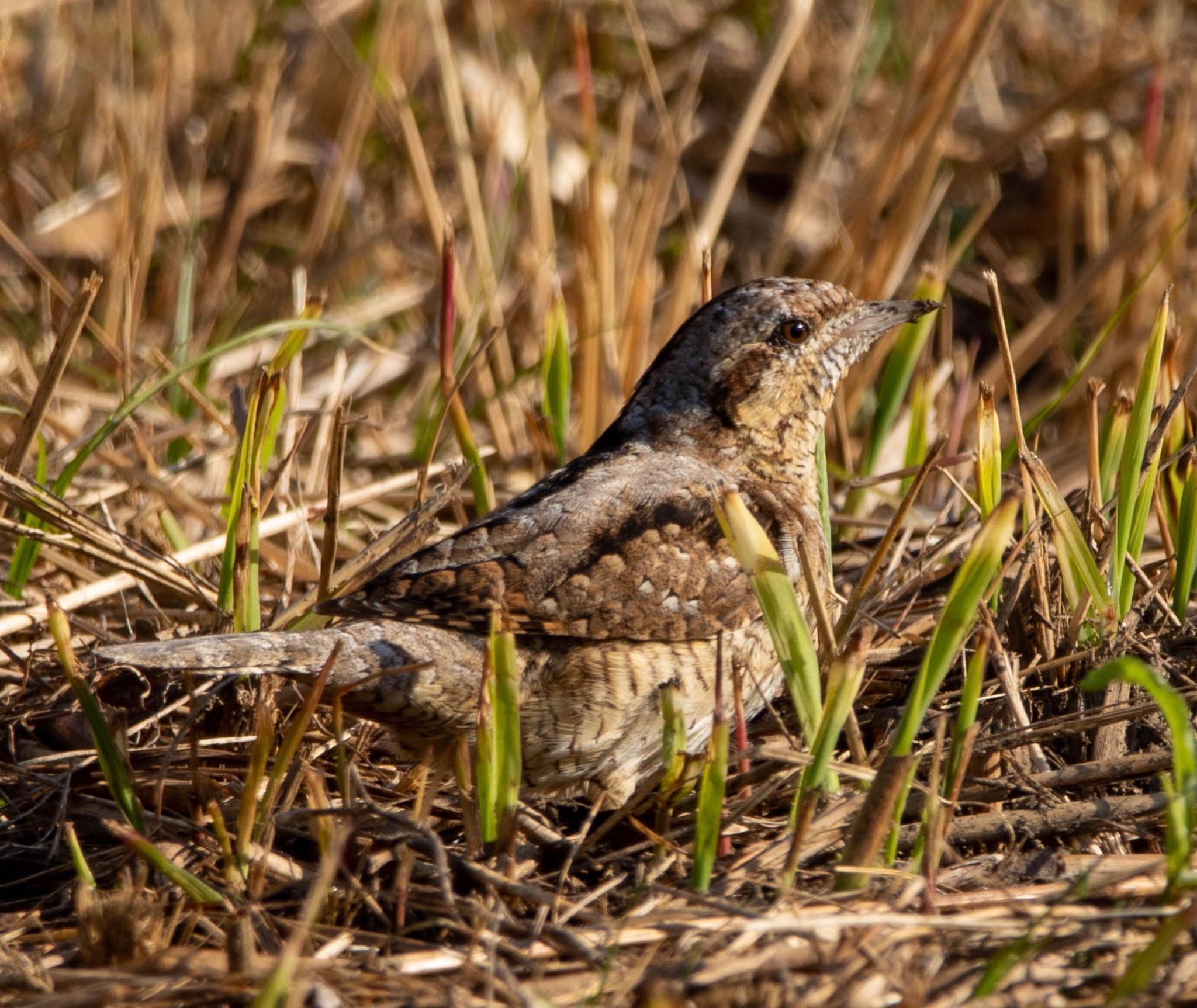 Photo of Eurasian Wryneck at 平城宮跡 by 鳥オヤジ