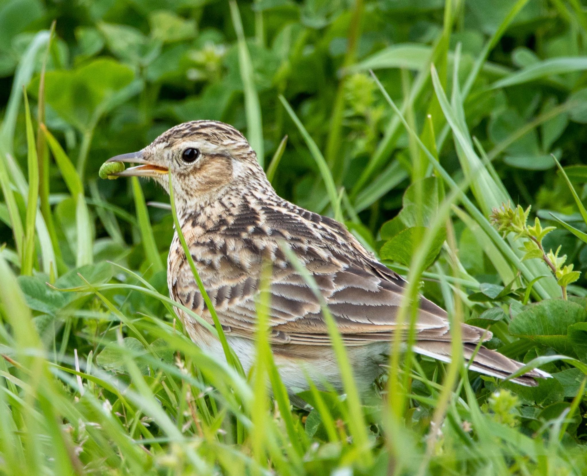 Photo of Eurasian Skylark at 平城宮跡 by 鳥オヤジ