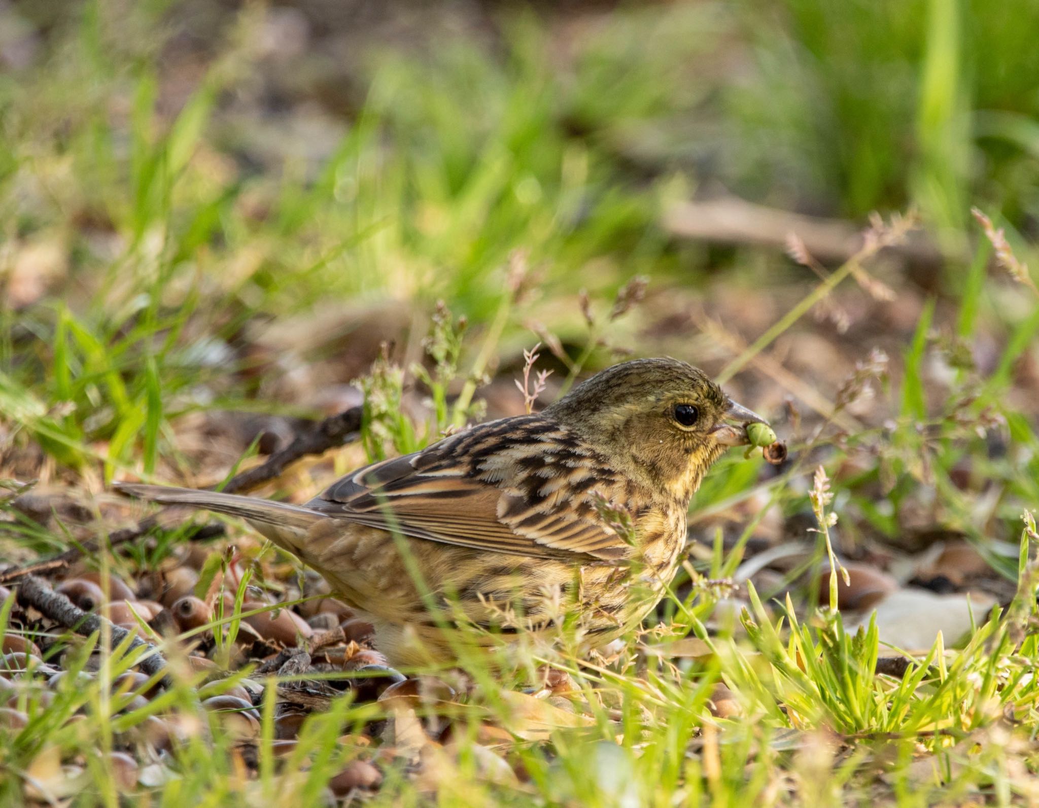 Photo of Masked Bunting at 平城宮跡 by 鳥オヤジ