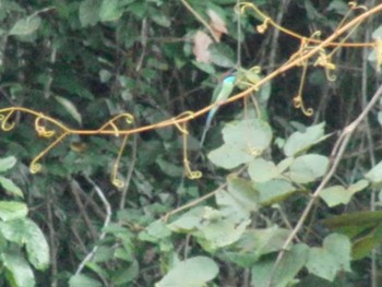 Blue-throated Bee-eater ダナンバレー Mon, 4/5/2010