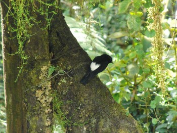 White-winged Robin