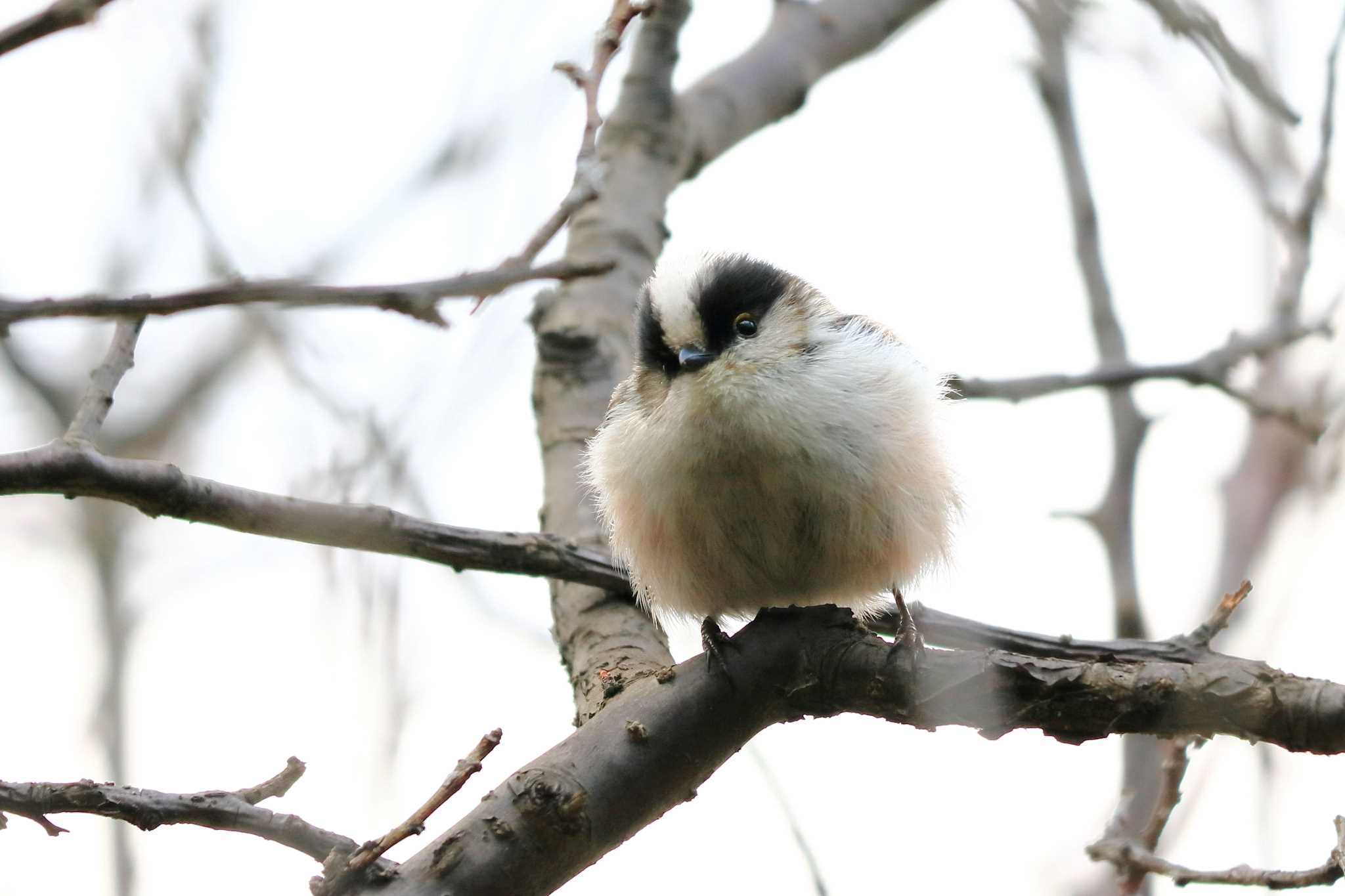 Long-tailed Tit