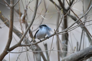 Long-tailed Tit 富士吉田市 Fri, 4/10/2020