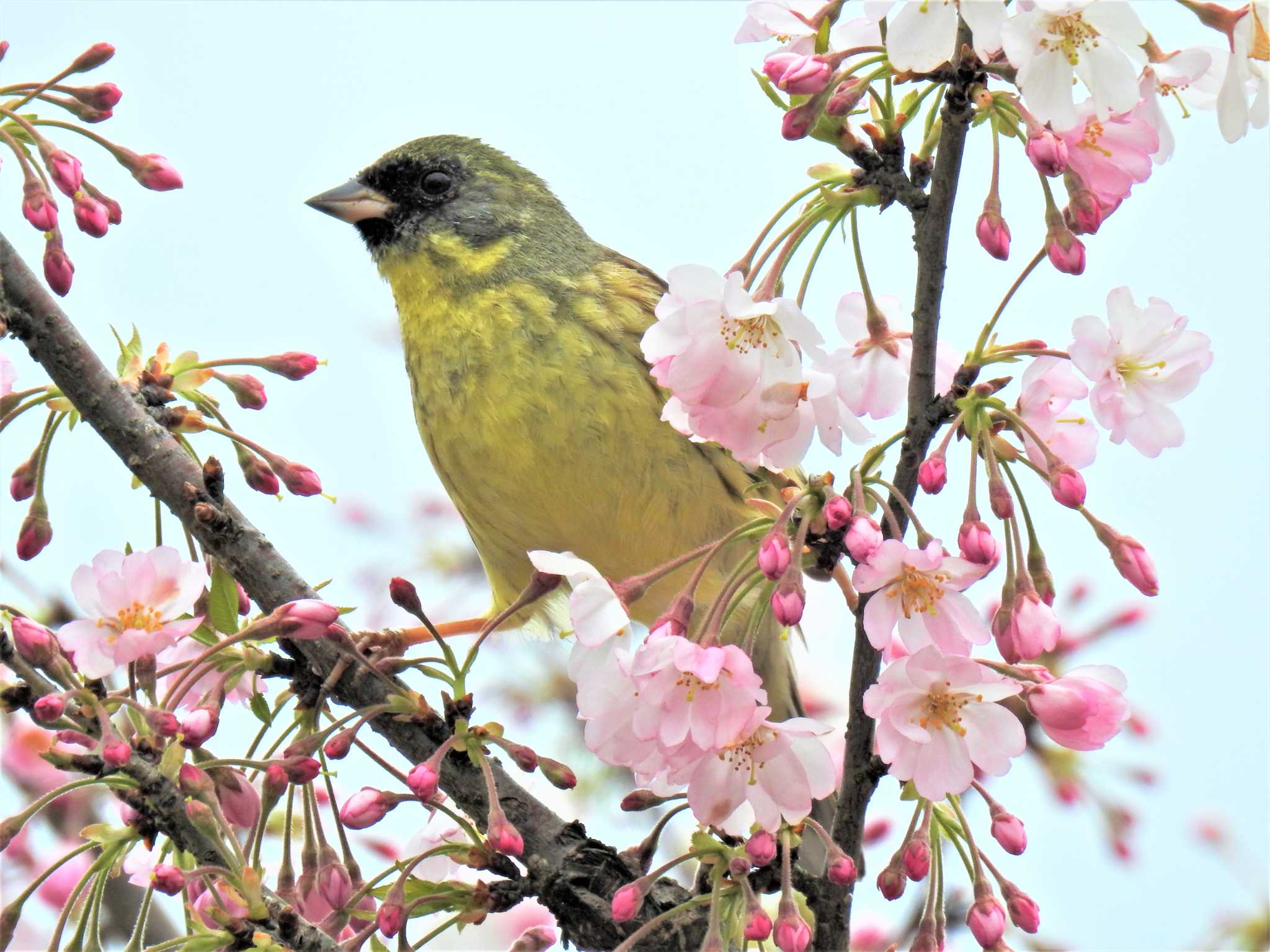 桜アオジ by rin