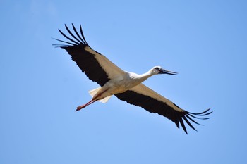 コウノトリ 古宇利島 2020年4月9日(木)