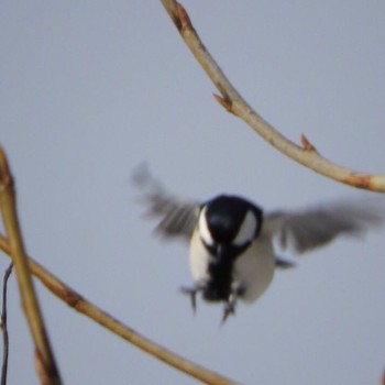 Tue, 3/15/2016 Birding report at 神楽岡公園