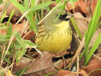 Sun, 4/12/2020 Birding report at 大沼親水公園