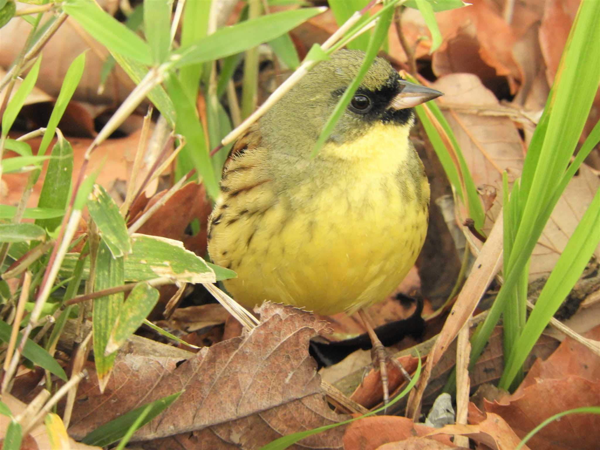 Masked Bunting