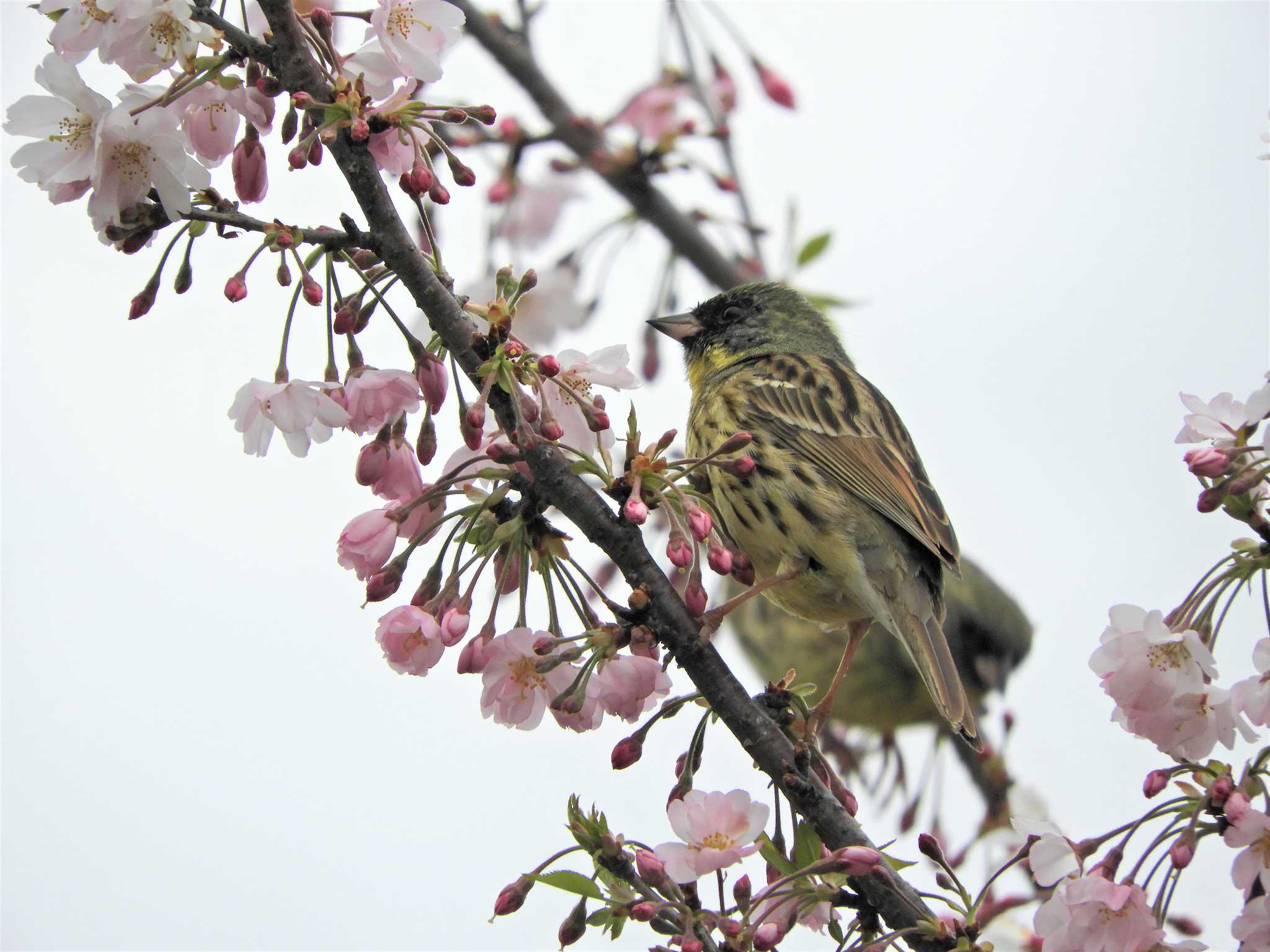 アオジカップルと桜 by sen