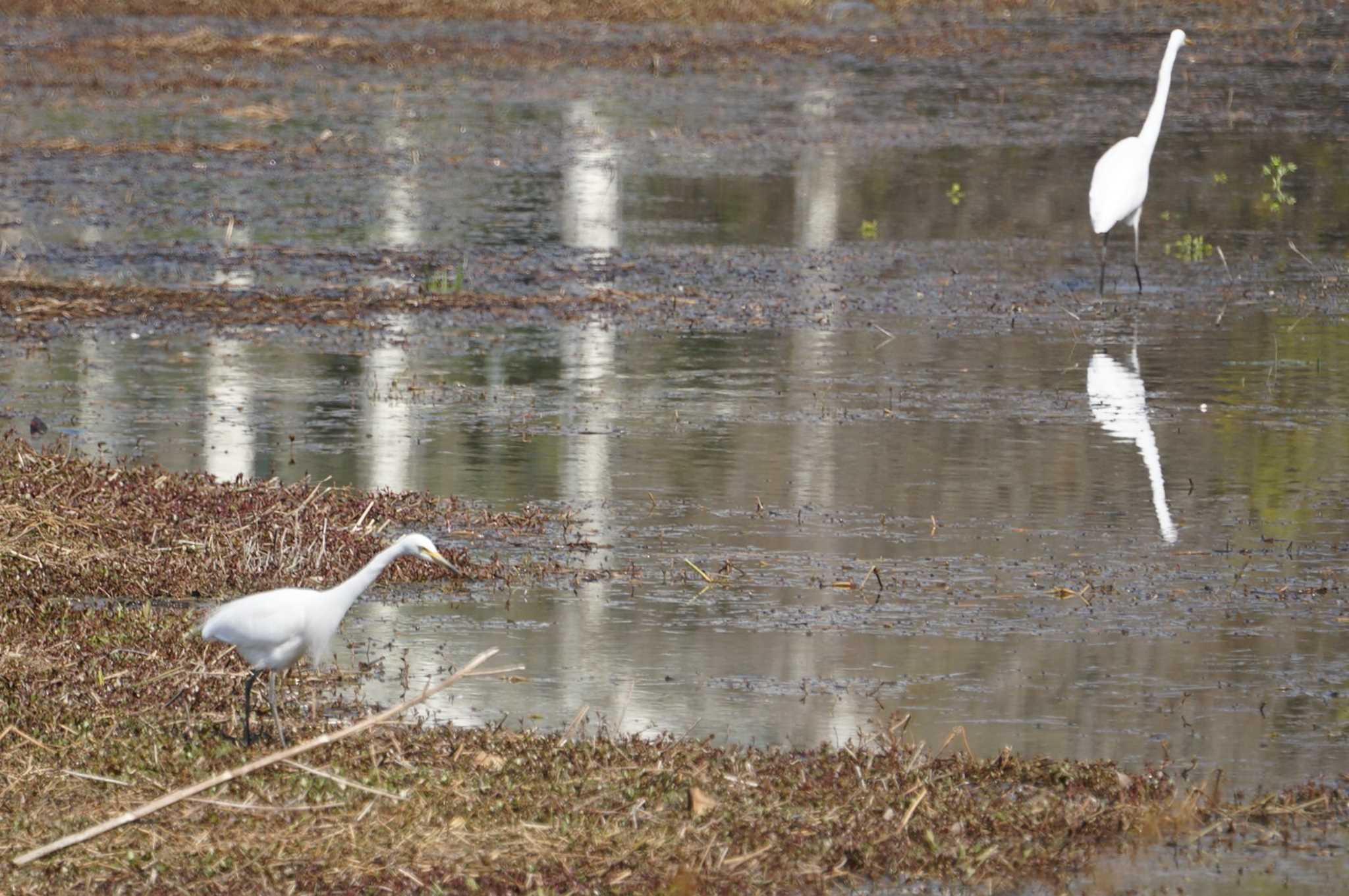 Photo of Medium Egret at 昆陽池 by マル