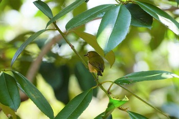 2020年4月9日(木) 昆陽池の野鳥観察記録