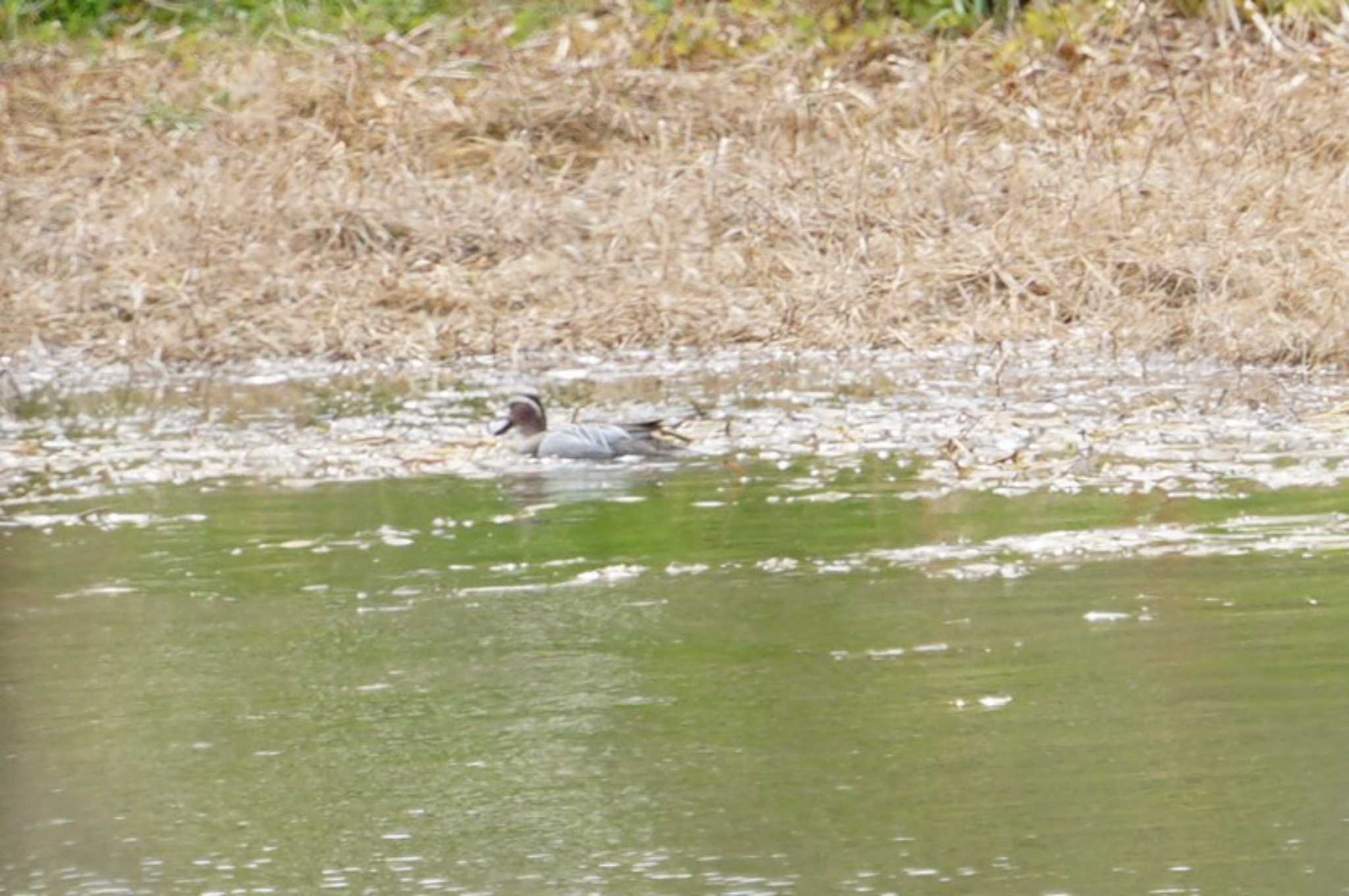 Garganey