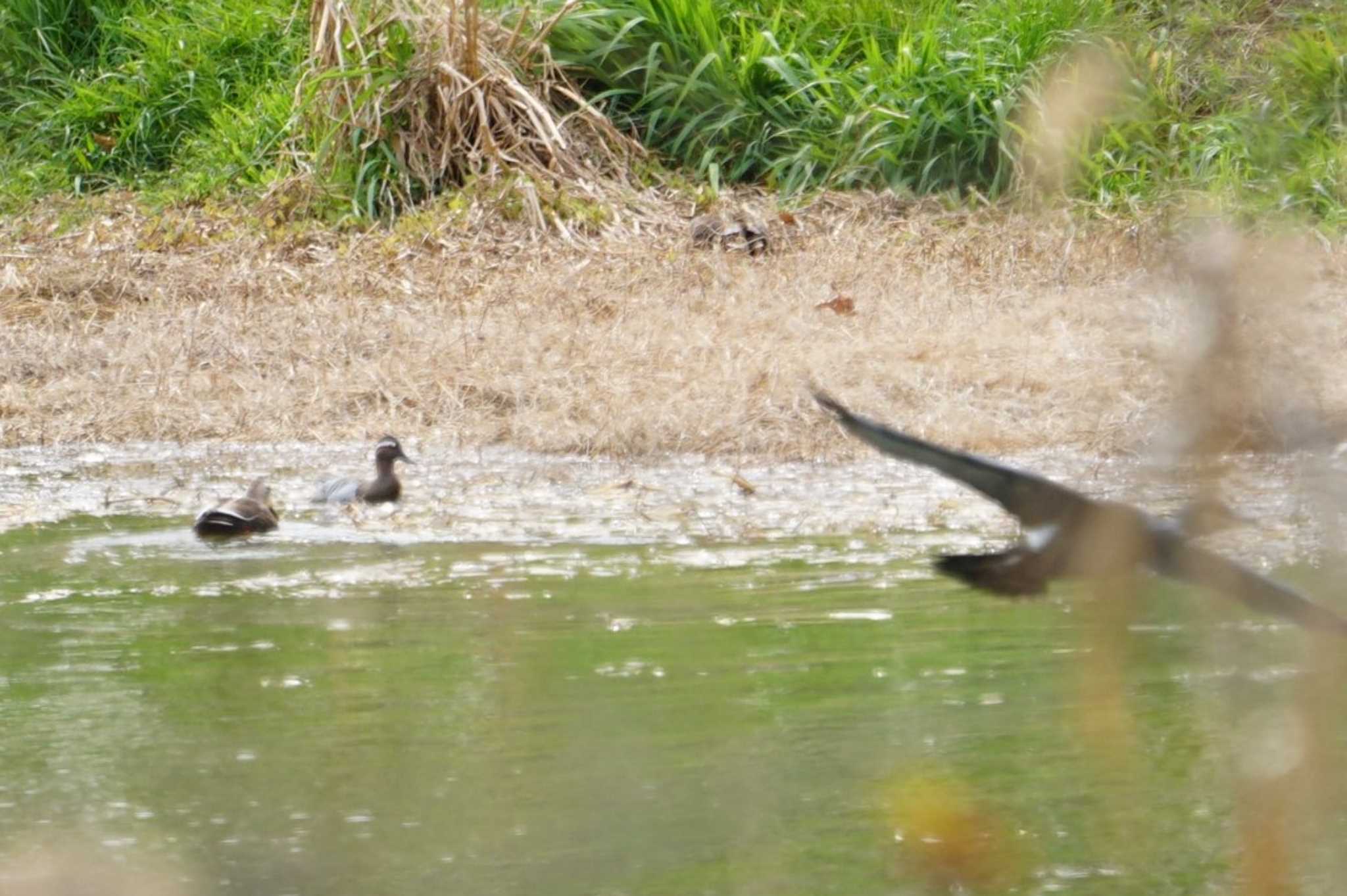 Photo of Garganey at 昆陽池 by マル