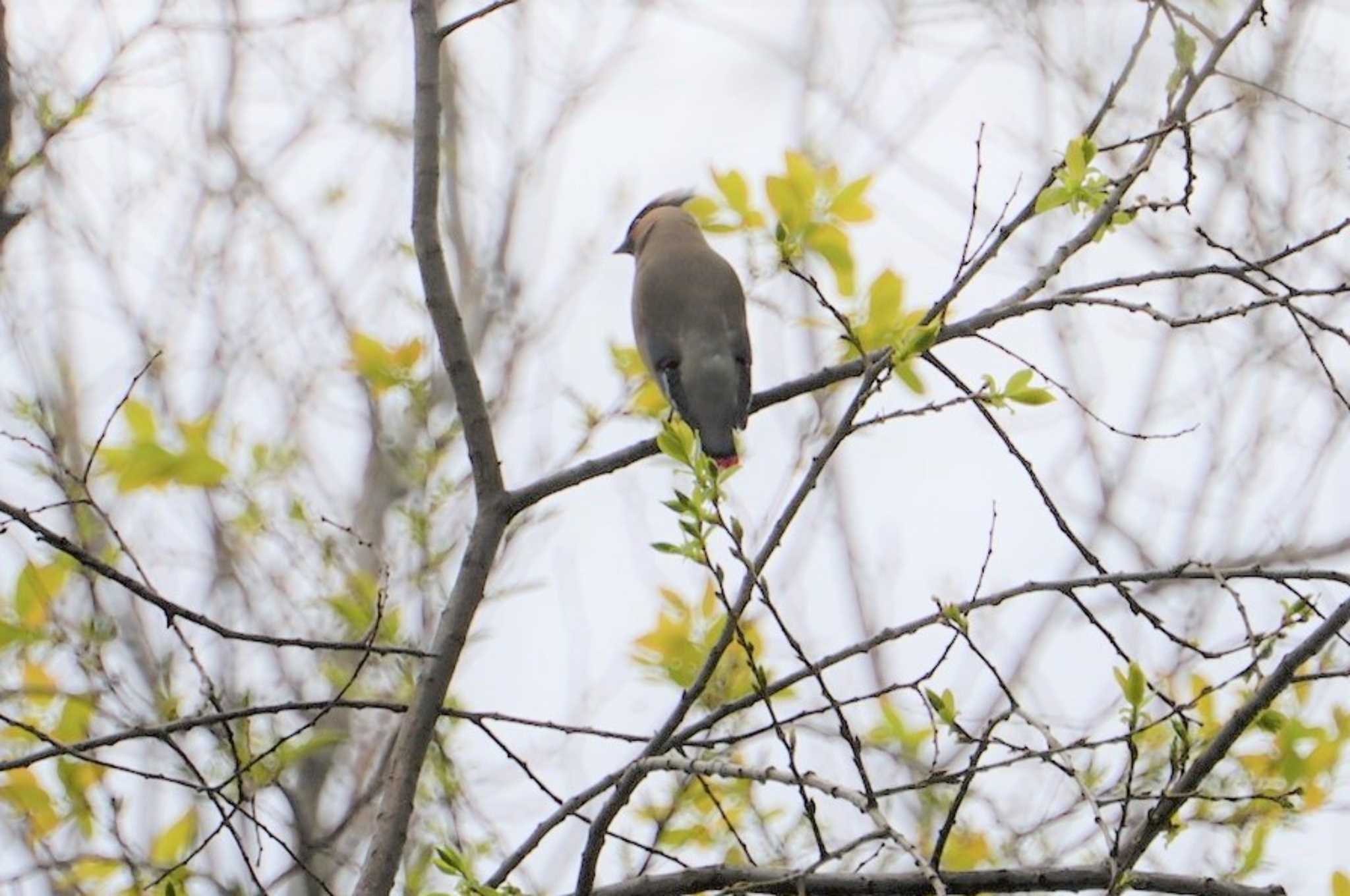 Japanese Waxwing