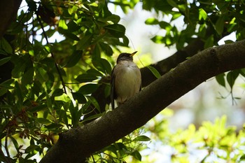 2020年4月10日(金) 昆陽池の野鳥観察記録