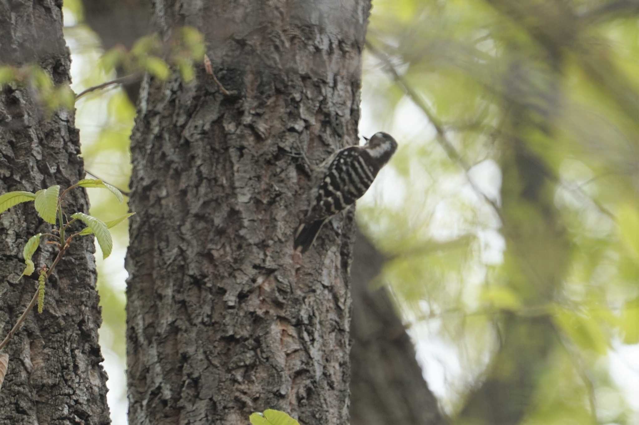 Photo of Japanese Pygmy Woodpecker at 昆陽池 by マル