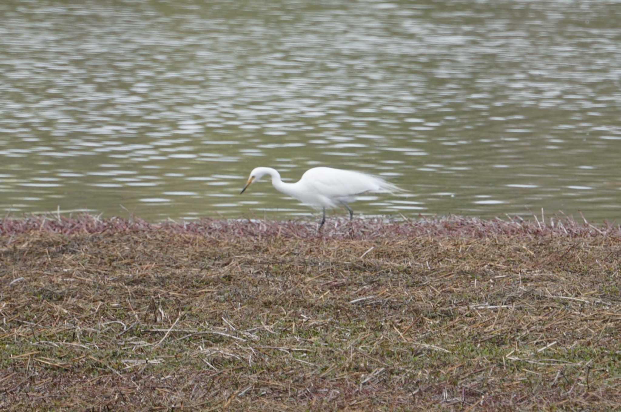 Medium Egret