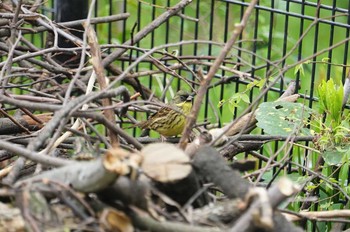 Sat, 4/11/2020 Birding report at 昆陽池