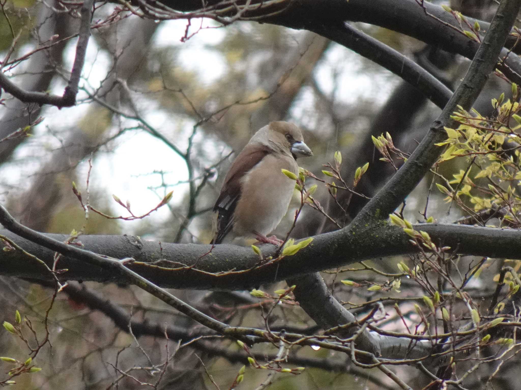 Photo of Hawfinch at 昆陽池から緑が丘公園 by マル