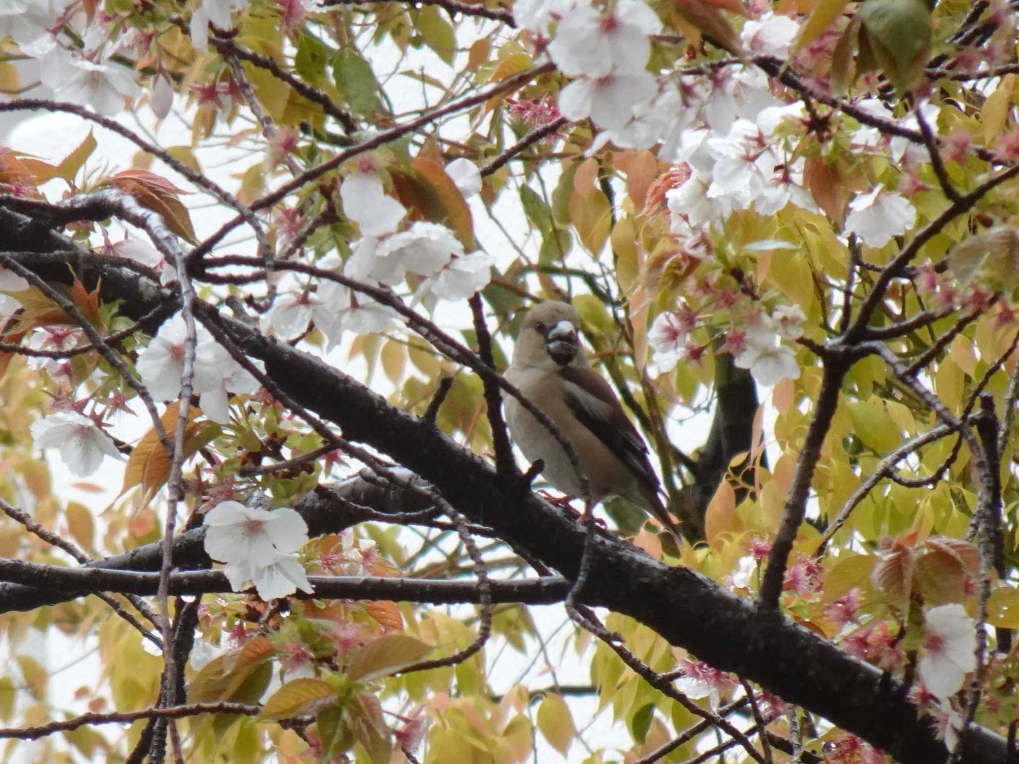 Photo of Hawfinch at 昆陽池から緑が丘公園 by マル