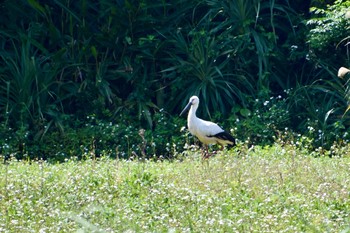 コウノトリ 古宇利島 2020年4月9日(木)