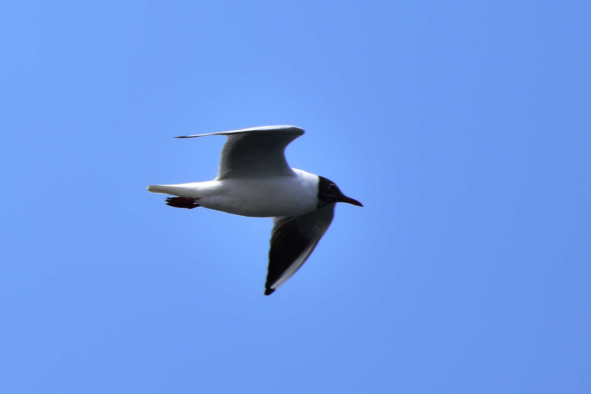 Photo of Black-headed Gull at Terugasaki Beach by とり撮り4010