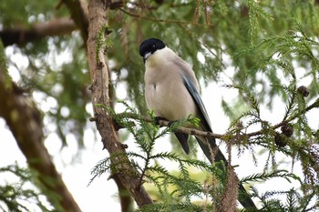 オナガ 泉の森公園 2020年4月12日(日)