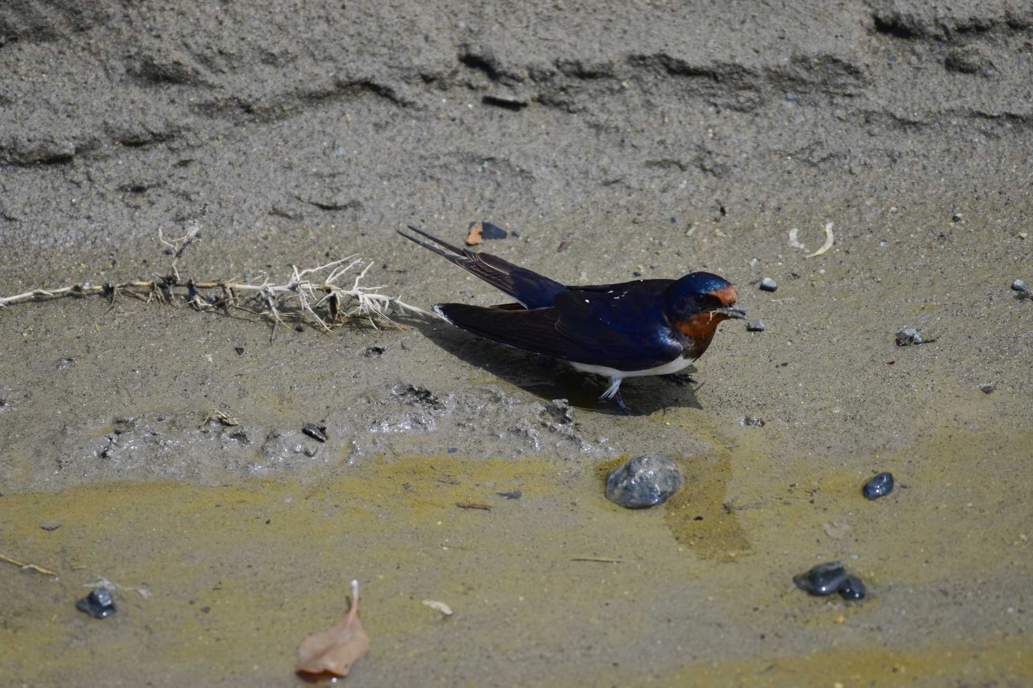 Photo of Barn Swallow at Terugasaki Beach by とり撮り4010