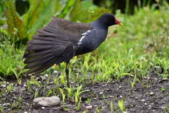 バン 泉の森公園 2020年4月12日(日)