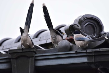 オナガ 泉の森公園 2020年4月12日(日)