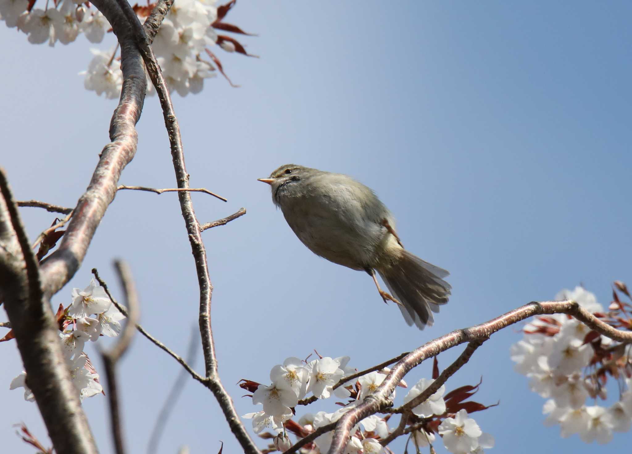 ウグイス by Hokkaido.univ