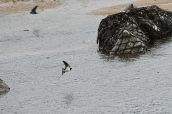 ツバメ 武庫川 2020年4月12日(日)